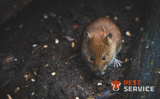 Дератизация в Асбесте